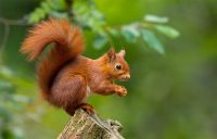 Red Squirrel In The Forest